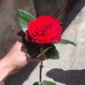 حموده عساف