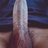 Dash-